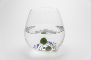Marimo moss topu