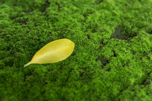 Blad faller på moss — Stockfoto