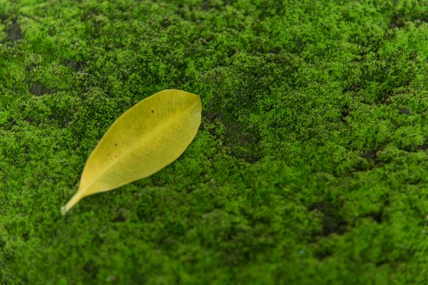 Leaf fall on moss — Stock Photo, Image