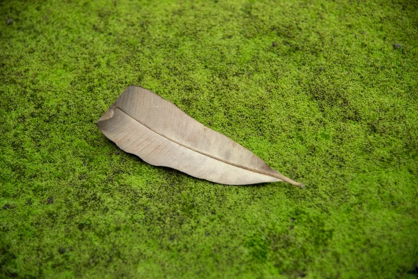 Caduta delle foglie sul muschio — Foto Stock