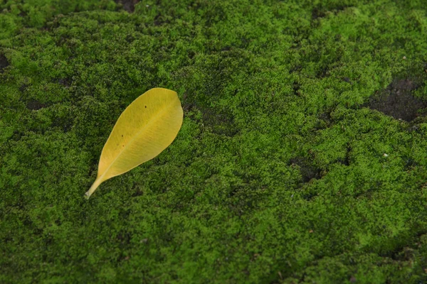 Leaf fall on moss — Stock Photo, Image