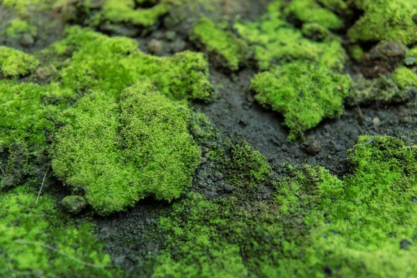 Doğa yosun — Stok fotoğraf