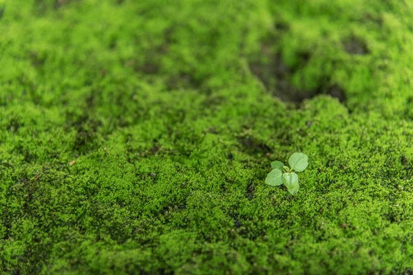 Musgo da natureza — Fotografia de Stock