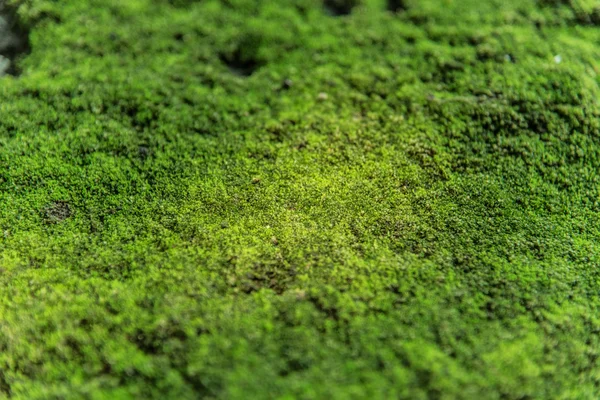 Nature moss — Stock Photo, Image