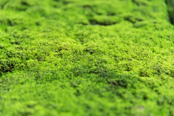 Nature moss — Stock Photo, Image