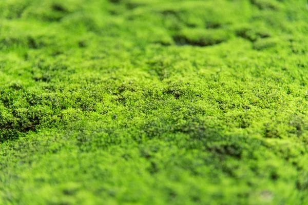 Nature moss — Stock Photo, Image