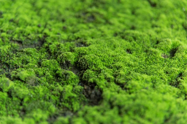 Nature moss — Stock Photo, Image