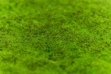 nature moss  clipart