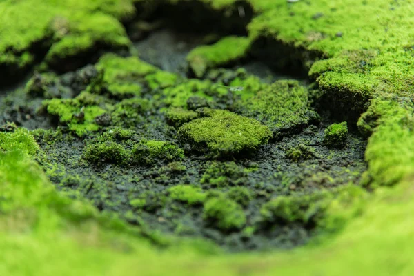 Doğa yosun — Stok fotoğraf