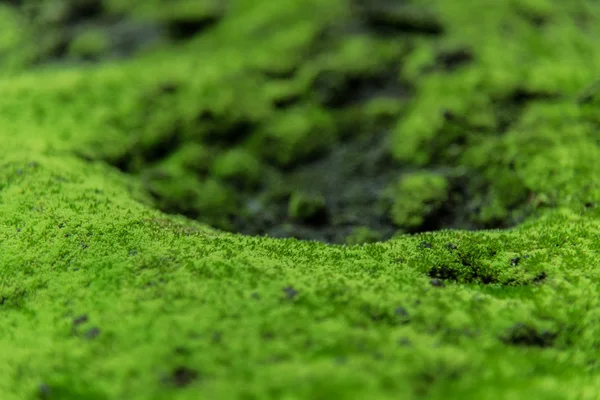 Muschio della natura — Foto Stock