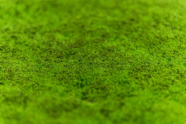 Natur moss — Stockfoto