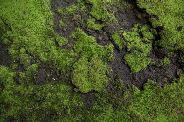 自然苔藓 — 图库照片
