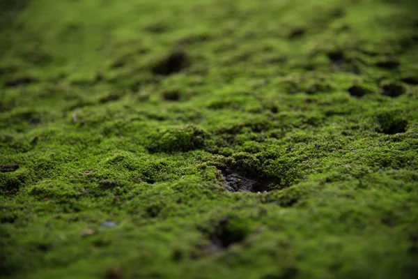 Natur moss — Stockfoto