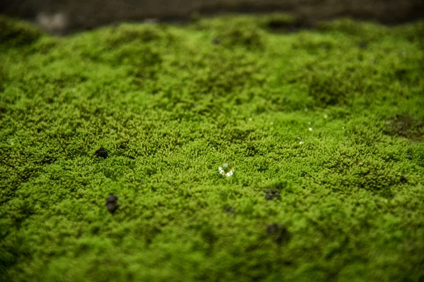 Natur moss — Stockfoto