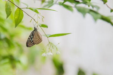 Beyaz çiçek mavi kelebek