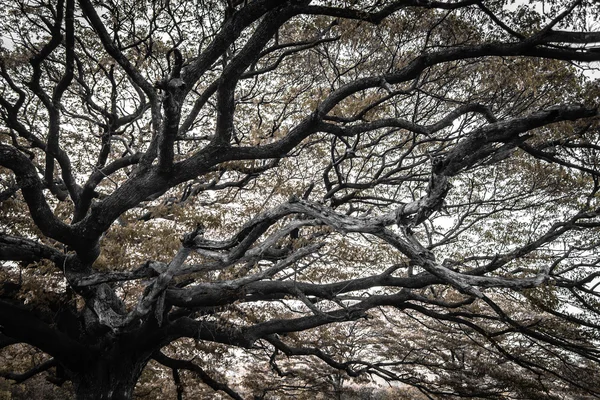 Giant tree — Stock Photo, Image