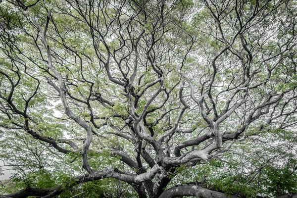 Arvore gigante — Fotografia de Stock