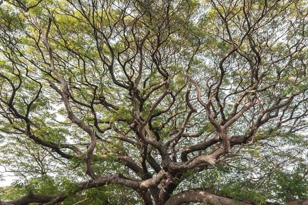 Гігантські дерева — стокове фото