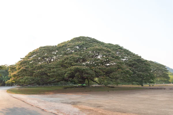 Arvore gigante — Fotografia de Stock