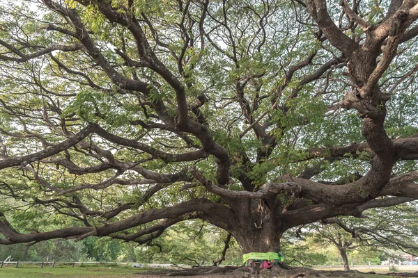 Arvore gigante — Fotografia de Stock