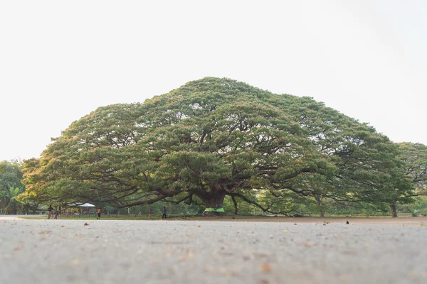 Arvore gigante — Fotografia de Stock