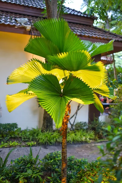 Fan Palm — Stockfoto