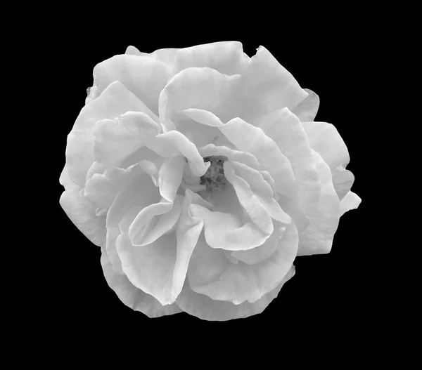 Rose flower isolated — Stock Photo, Image