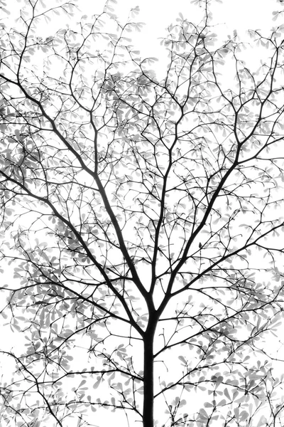 나무 잎 — 스톡 사진