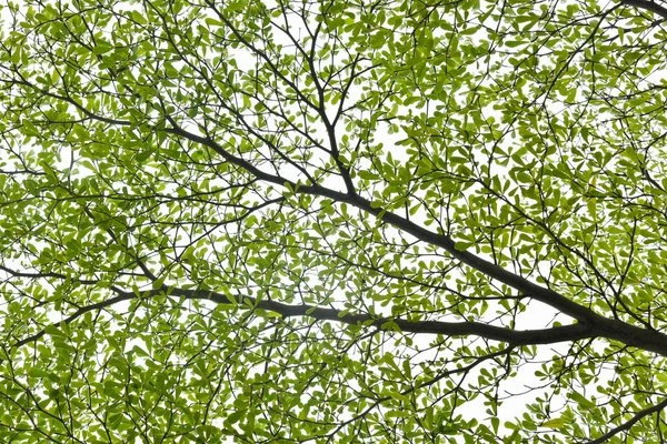 Folha de árvore — Fotografia de Stock