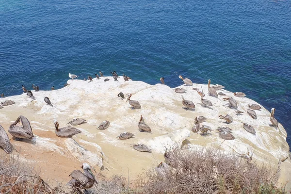 Pelicanos — Fotografia de Stock