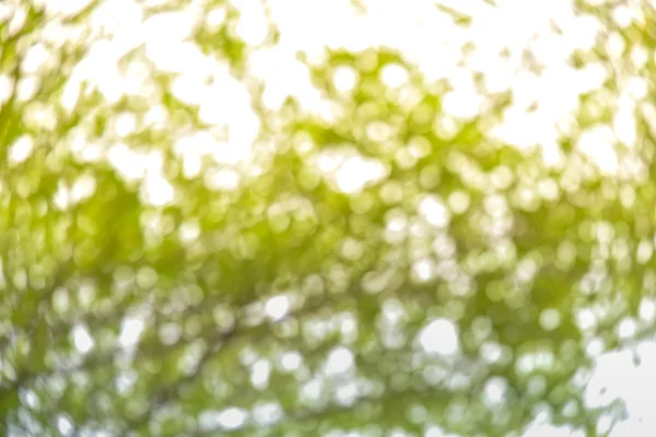 Bokeh von Sonnenlicht und Baum — Stockfoto