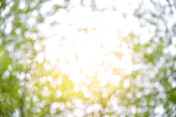 Bokeh dalla luce del sole e albero — Foto Stock