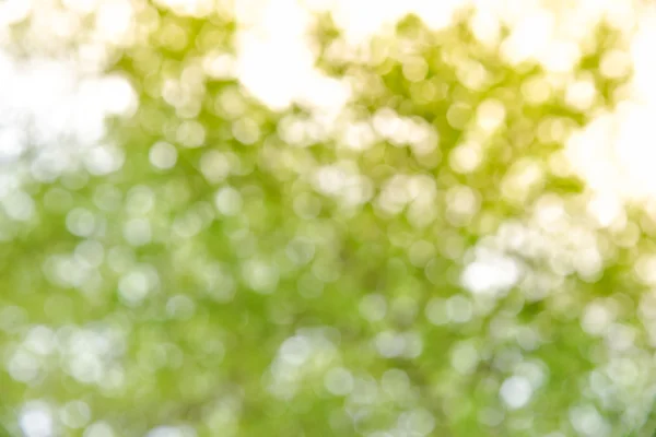 Bokeh ağaç ve güneş ışığı — Stok fotoğraf