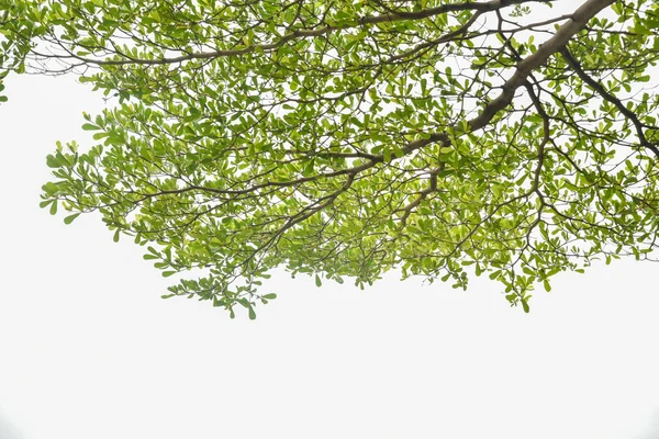 Ağaç yaprağı — Stok fotoğraf
