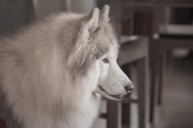 Siberian dış yapraklar 