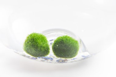 mossball