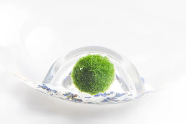 Mossball — Stock Photo, Image