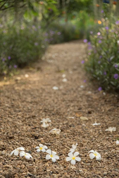 Flor no jardim — Fotografia de Stock