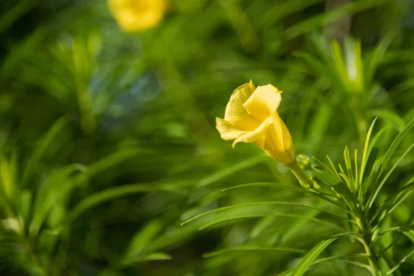 Flor en el jardín — Foto de Stock