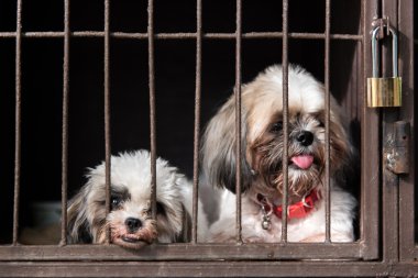 köpek kafes içinde