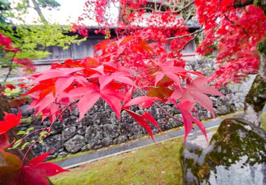 akçaağaç yaprağı