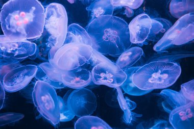 jöle balık arka plan