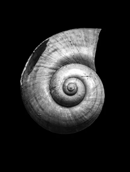 Caparazón de caracol aislado sobre fondo negro — Foto de Stock