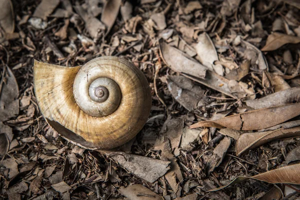 Snail shell on ground — Stock Photo, Image