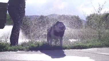 Güneş Park, ağır çekim (240 fps tarafından arkadan aydınlatmalı kapalı su köpek sallar)