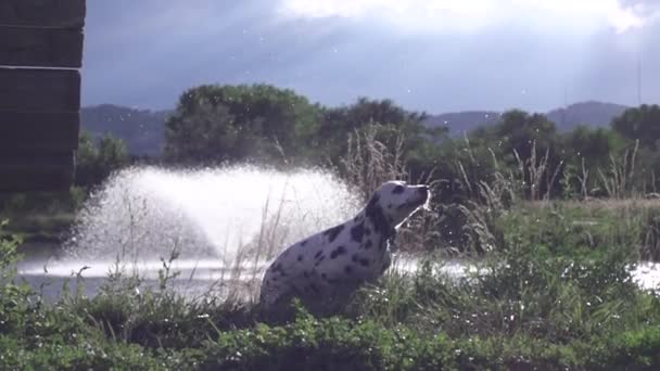Далматинец бежит отряхивая воду из озера с фонтаном, замедленная съемка (240 кадров в секунду ) — стоковое видео