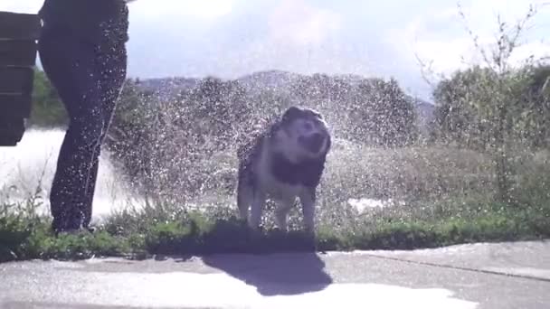 Hund skakar vatten utanför bakgrundsbelyst av solen i park, ultrarapid (240 fps) — Stockvideo