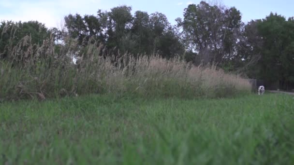 Dalmatin běží v parku v pomalém pohybu (240fps) — Stock video