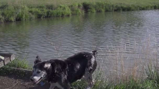 Anjing keluar dari danau menggoyangkan air dalam gerakan lambat (240 fps ) — Stok Video