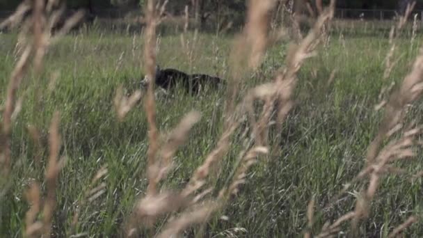 Límites de perros en el campo rodeado de hierba alta al atardecer, cámara lenta (240 fps ) — Vídeo de stock